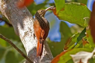 Ivoorsnavelmuisspecht - Xiphorhynchus flavigaster Ivoorsnavelmuisspecht - Xiphorhynchus flavigaster